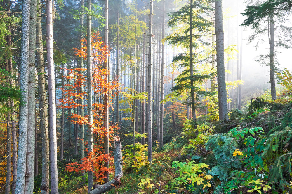 Carta da parati Poster Foresta