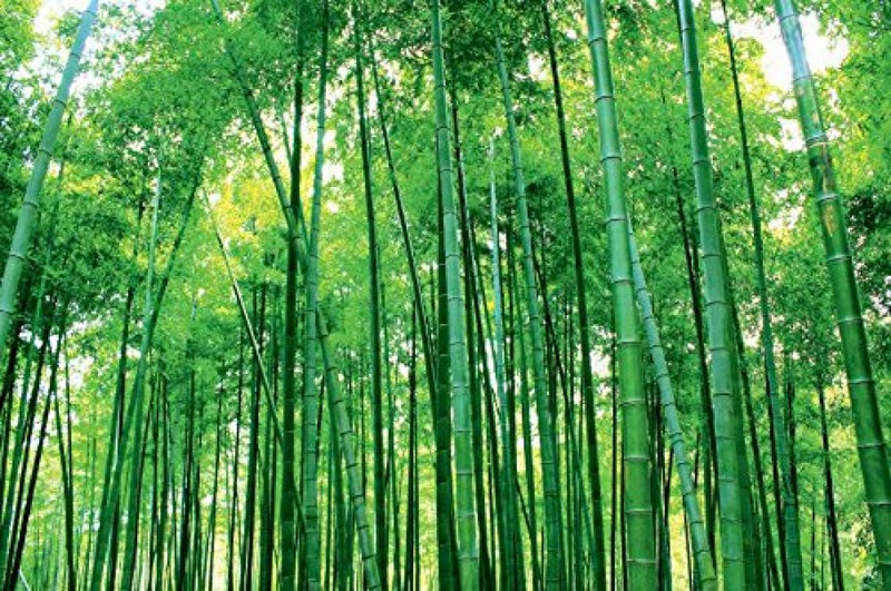 papel pintado del bosque de bambú