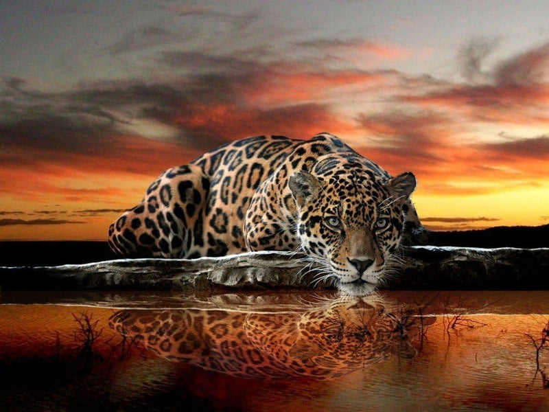 Fondo de pantalla de leopardo