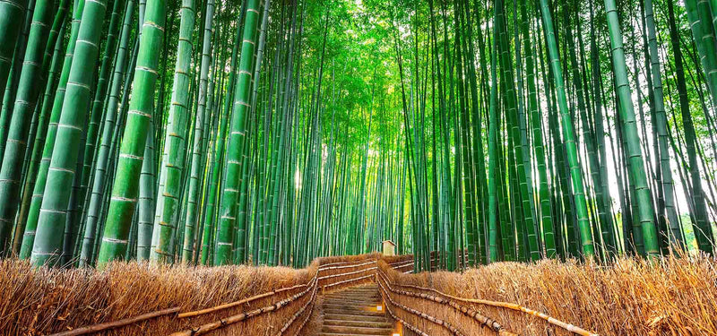 Bamboo Forest Wallpaper