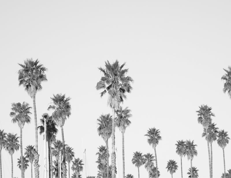 Black and White Palm Tree Wallpaper