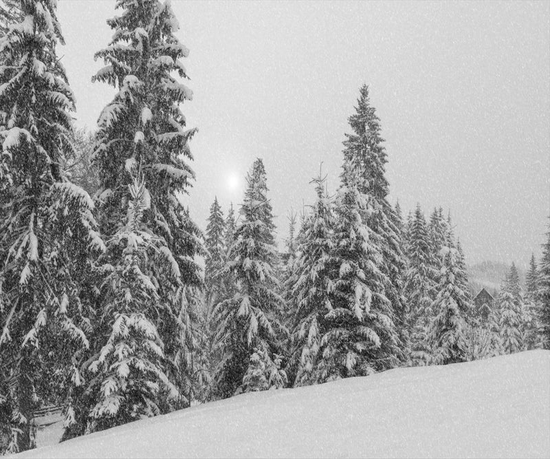 Papier Peint Sapin Noir Et Blanc