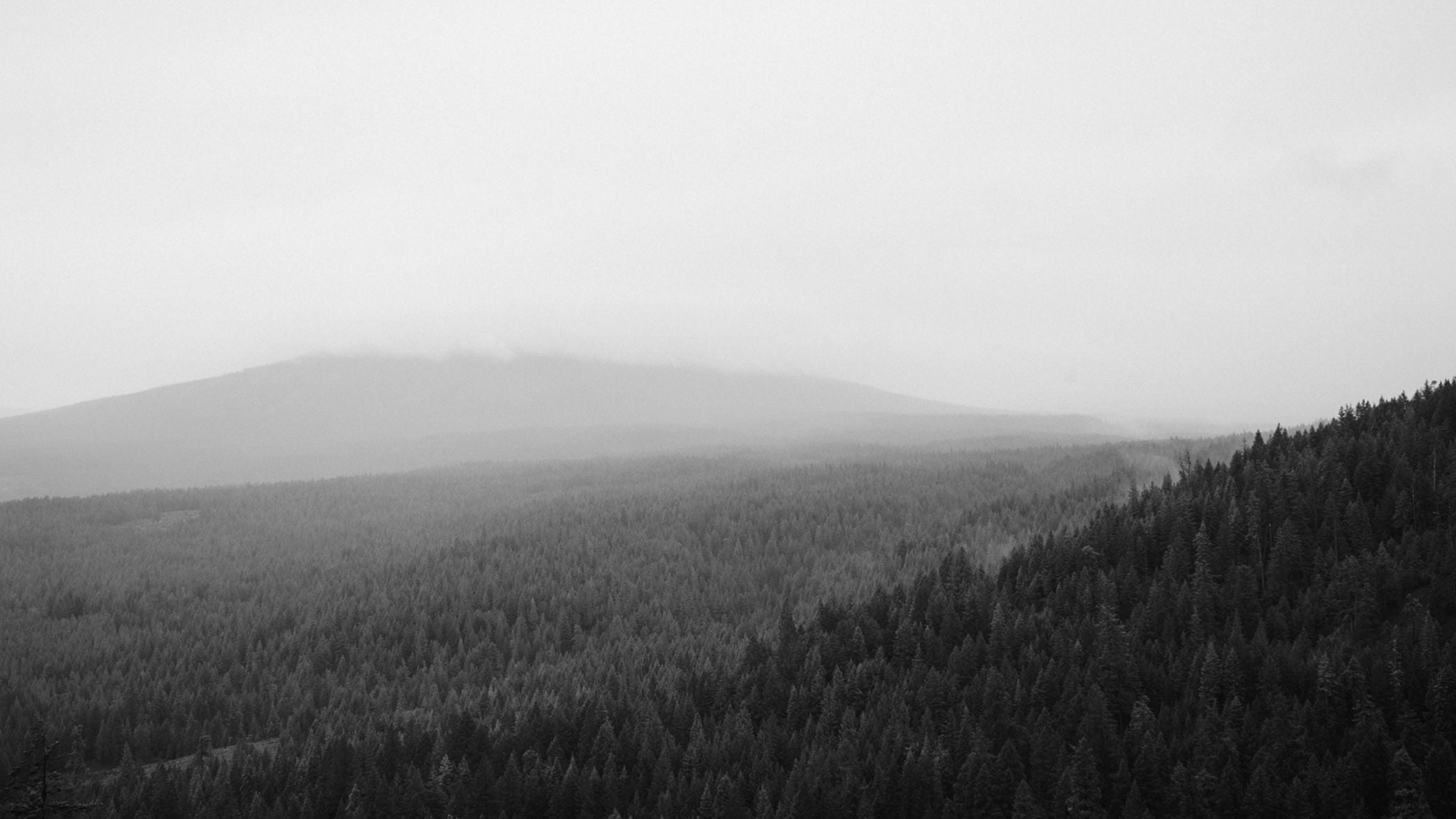 Papier Peint Foret Noir Et Blanc