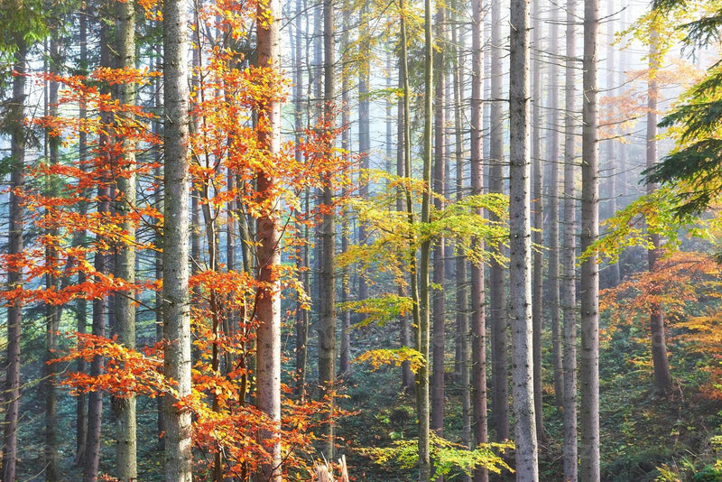 3D-Wald-Hintergrundbild