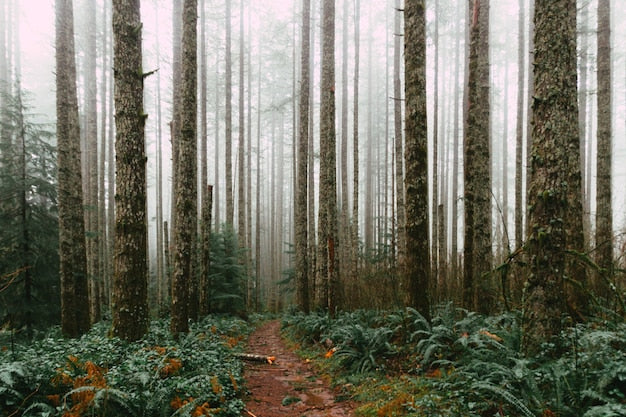 Chambre Papier Peint Foret