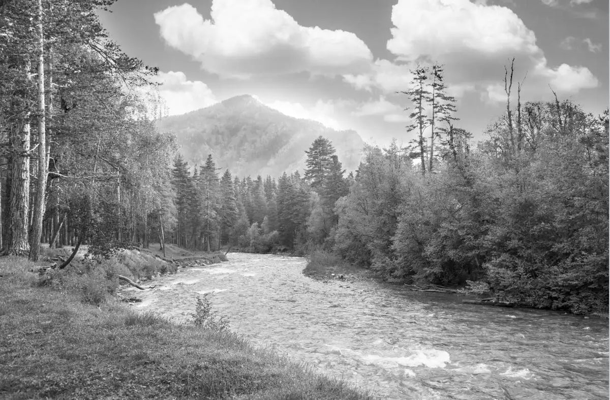 Papier Peint Panoramique Foret Noir Et Blanc