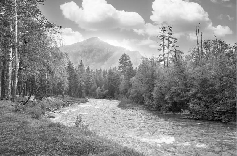 Papier Peint Panoramique Foret Noir Et Blanc