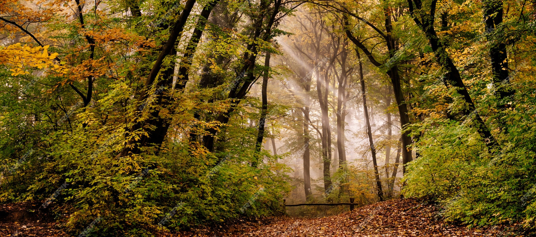 Papier Peint Photo Foret