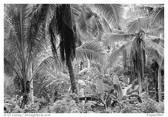 Papier Peint Panoramique Noir Et Blanc Jungle