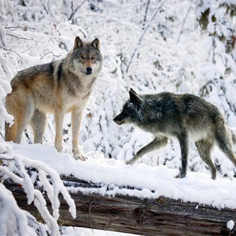 Papier Peint avec Loup