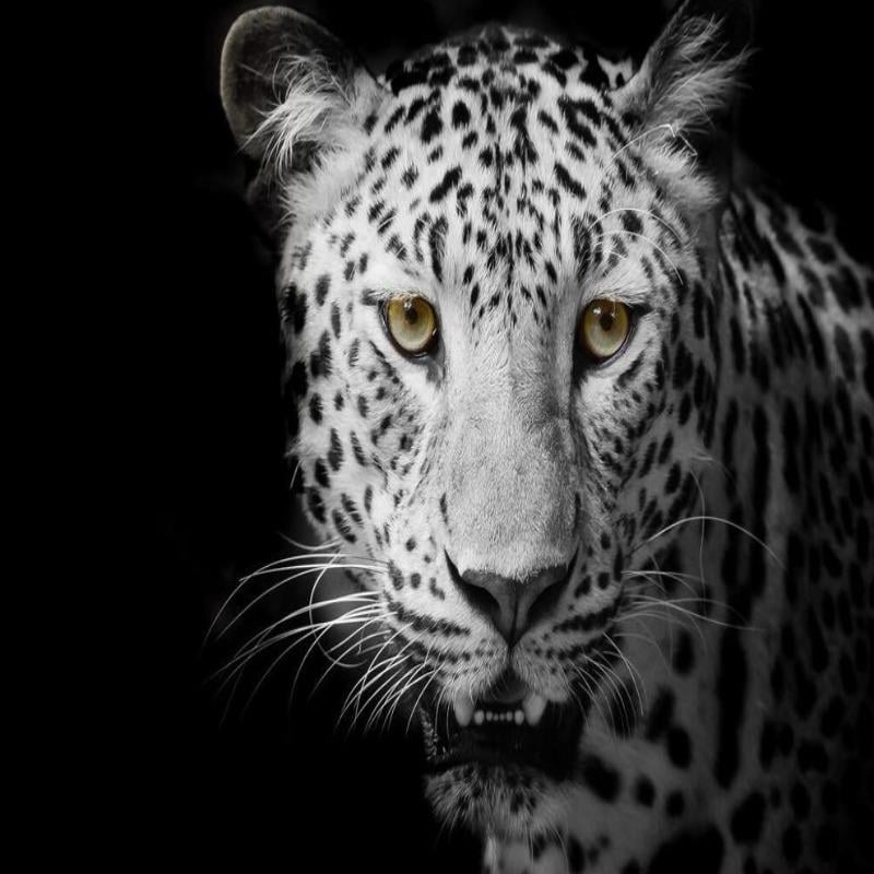 Sfondo di leopardo bianco nero - Second Image